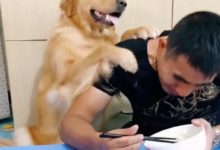 主人吃飯沒給金毛，憤怒的狗狗反手就是一拳頭，主人很無語！-頭條楓林網