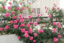 香蕉皮爛葡萄…丟盆裡，花像吃了藥，開花剎不住閘！-頭條楓林網