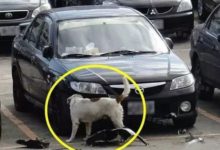 一車主朝流浪狗踢了一腳，2小時後回來傻眼了！-頭條楓林網