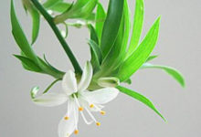 吊蘭怎麼養才能抽藤-頭條楓林網