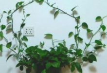 綠蘿養膩了？ 這3種綠蘿新養法，你不看絕對後悔！-頭條楓林網