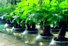 夏天發財樹如何澆水-頭條楓林網