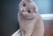 十大最受歡迎的寵物貓品種排行，快快把你喜歡的帶回家吧-頭條楓林網