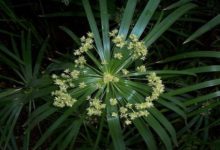 水竹怎麼養才長得好-頭條楓林網