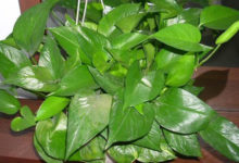 綠蘿可以施複合肥顆粒嗎-頭條楓林網