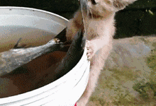 貓咪手賤怎麼辦？試試這個方法比比誰更賤-頭條楓林網