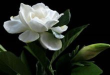 梔子花怎麼開花多-頭條楓林網