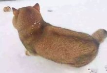 照片都是騙人的，我們不僅是虛胖還有可能是只貓-頭條楓林網