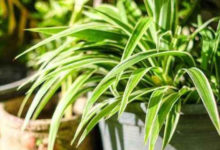 吊蘭怎麼修剪-頭條楓林網