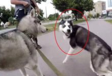 當二哈遇到哈士奇 網友：這二哈的表情包 夠我笑一整年-頭條楓林網