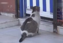 懷孕的流浪貓快要生產了，抱著大肚子它做了個決定，讓人感動到淚流滿面！-頭條楓林網