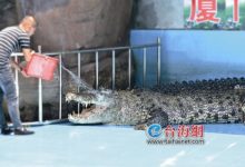 廈門中非世野野生動物園花樣降溫 上演動物另類避暑大戲-頭條楓林網