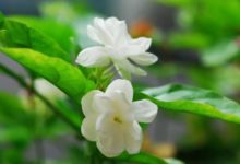茉莉繁殖最簡單的方法-頭條楓林網