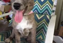 失蹤毛孩終於回家，見到主人的那一刻，所有人都「笑了」！-頭條楓林網