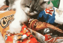 還有這種操作？心疼哈哈哈-頭條楓林網