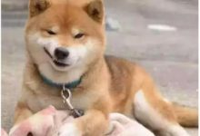 下班回到家，發現家中的柴犬向自己猛拋媚眼，仔細一瞅果然有大事發生！-頭條楓林網