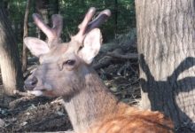 聽說自從這隻小鹿出生後，日本人很少去奈良看鹿了……-頭條楓林網