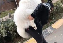 偶遇網友背著60斤的大狗回家，詢問得知原因後，真是讓人哭笑不得-頭條楓林網