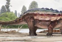 美國發現“裝甲恐龍”新物種，7600萬年前經陸橋從亞洲踏入美洲-頭條楓林網