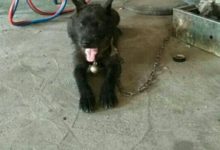 由於對狗狗的血統不重視，中華田園犬串成了灰太狼！-頭條楓林網