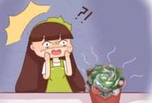 夏天的多肉不省心,穿裙子攤大餅···全是求救信號!-頭條楓林網
