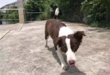 邊牧走失遇好心人，賴在車上不肯走，車主無奈送狗狗去醫院檢查…-頭條楓林網