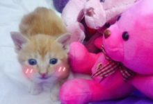 養了四年的兔子突然去世，老媽害怕我想不開，給我抱回來一隻小貓-頭條楓林網