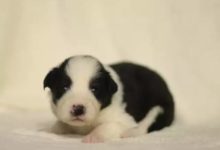 學會安撫情緒緊張或不安的邊境牧羊犬-頭條楓林網