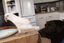 汪星人竟唆使鸚鵡幫自己偷食物!一個個都成精了-頭條楓林網