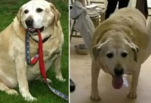 胖成豬的拉布拉多，一年減肥60斤！大寫的佩服-頭條楓林網