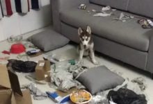 小二哈剛到新家第一晚，就將主人家拆成這樣，就這二哈還能要嗎？-頭條楓林網