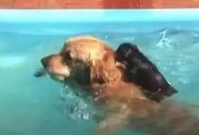 金毛在這小黑狗一起游泳，可上岸時的舉動卻讓人笑噴了-頭條楓林網