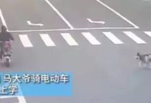 出門遛狗務必牽繩，尤其是養這些狗的人！-頭條楓林網