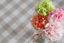 康乃馨扦插多久生根-頭條楓林網