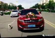 女主人婚禮當天，養了十年的狗選擇這樣做，在場人看了都哭成淚人-頭條楓林網