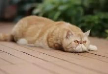 加菲貓什麼時候吐毛球，加菲貓會自己吐毛球嗎-頭條楓林網