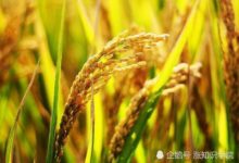 原來大家都誤會了「海水稻」，科學家表示對它的稱呼並不合理-頭條楓林網