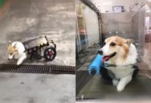 毛孩子坐上輪椅之後，終於能再次走路了-頭條楓林網