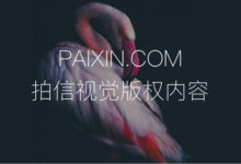 用內容社羣+交易平臺打造閉環，「拍信」想做「物美價廉」的圖片版權生意-頭條楓林網