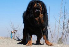 人人都想養卻被禁養的犬，簡直不要太可怕，第一名竟然不是比特犬！-頭條楓林網