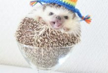 ?一隻三歲的網紅小刺蝟，賣的了萌，犯的了二！-頭條楓林網