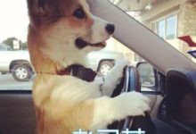 主人假裝暈倒，沒想到金毛卻做出了這個舉動...主人不禁留下了眼淚！-頭條楓林網