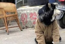 把狗子扔給爸媽養，周末回家見到狗子後，主人心酸不已！-頭條楓林網