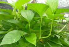 綠蘿用一般的土可以嗎-頭條楓林網