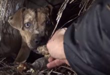 無家可歸的鬥牛犬野外產子，沒想到被救助的時候身下8隻小奶狗！-頭條楓林網