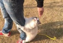 牽著布偶貓出去遛彎,剛放下牽繩貓咪就來了這一出,主人笑哭:一定是只假貓-頭條楓林網