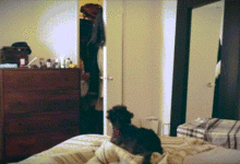 養過狗的人基本上都經歷過的12件事情，件件扎心-頭條楓林網