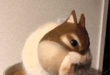 主人給貓戴了個松鼠頭套，它一轉過身來，讓人一看就笑噴了...-頭條楓林網