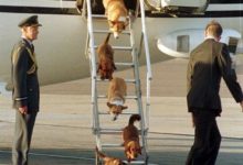 英女王有隻柯基犬被牛頭犬咬死，之後牛頭犬被以咬傷兒童罪處死！-頭條楓林網