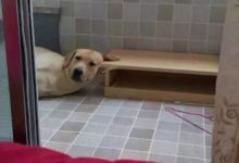 原來拉布拉多在生活中也是表情包啊！-頭條楓林網